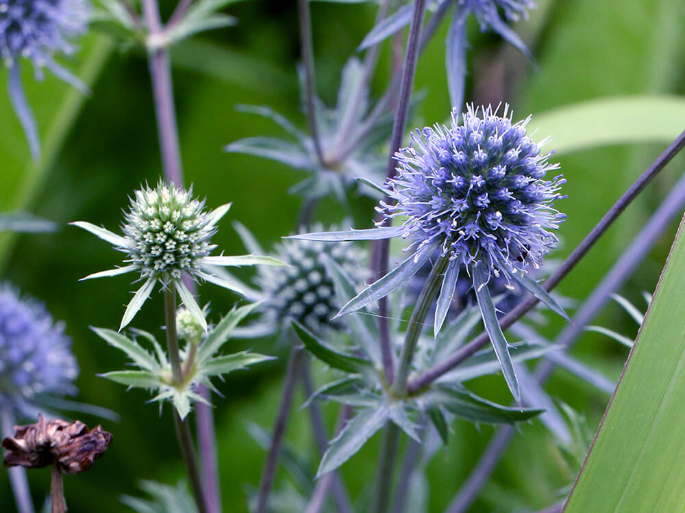 東京 からだのことなら｜肌・頭皮（薄毛）の悩みの改善に「ヒト幹細胞と植物幹細胞による」メディカル系フェイシャルエステケア｜FCR・リアボーテハーブ・ACトリートメント・クレアスキン基礎化粧品の正規取扱いサロンです。ニキビ・ニキビ跡（痕）・クレーター・色素沈着・シワ・シミ・たるみ・毛穴のお悩みに肌質改善を