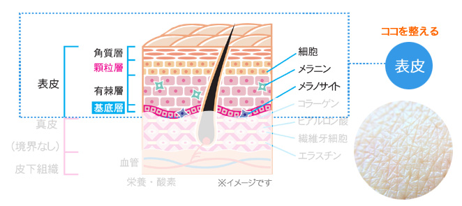 リアボーテお試し幹細胞トリートメント ｜【東京 港区 北青山】「からだのことなら」は、肌・髪・体・心の悩み改善に「丁寧に寄り添う」メディカル系ケア施術院です。肌質改善・加齢肌対策・薄毛・抜け毛をはじめ、体調不良・痛みなどでお悩みなら1度ご来院下さい。