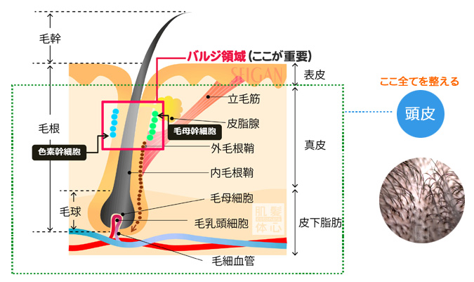 お試し幹細胞頭皮トリートメント｜【東京 港区 北青山】「からだのことなら」は、肌・髪・体・心の悩み改善に「丁寧に寄り添う」メディカル系ケア施術院です。薄毛・抜け毛・フケ・弱毛・頭皮のトラブル・白髪などでお悩みなら1度ご来院下さい。ACトリートメントとリアムール商品を使ったヘッドマッサージで頭皮ケアを行います。
