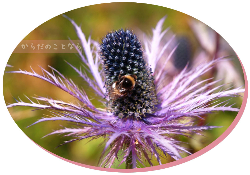 リアボーテ クレアスキン化粧品◆グランスキン化粧品のご購入はこちらから｜東京・世田谷区 正規取扱い販売店 からだのことなら【ビューティースキンラボ AnnaCarna】｜直営通販ネットショップ運営