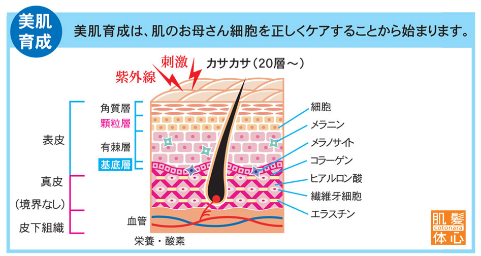 リアボーテ クレアスキン化粧品◆グランスキン化粧品のご購入はこちらから｜東京・世田谷区 正規取扱い販売店 からだのことなら【ビューティースキンラボ AnnaCarna】｜直営通販ネットショップ運営