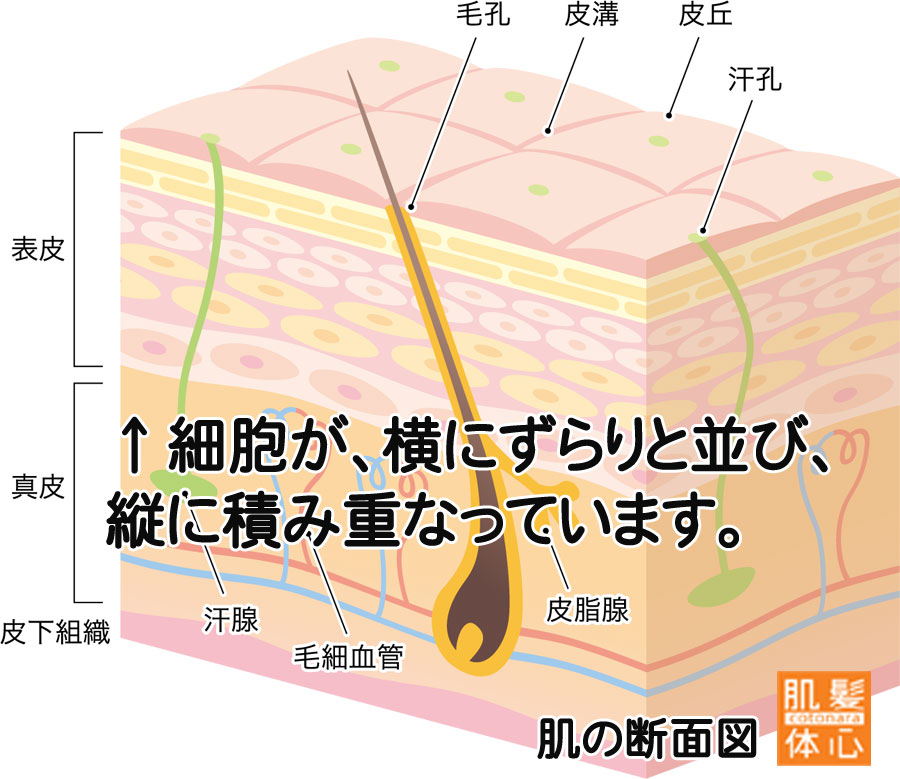 リアボーテ クイーントリートメント｜東京・世田谷区 リアボーテ正規取扱い販売店 からだのことなら【ビューティースキンラボ AnnaCarna】｜直営通販ネットショップ運営