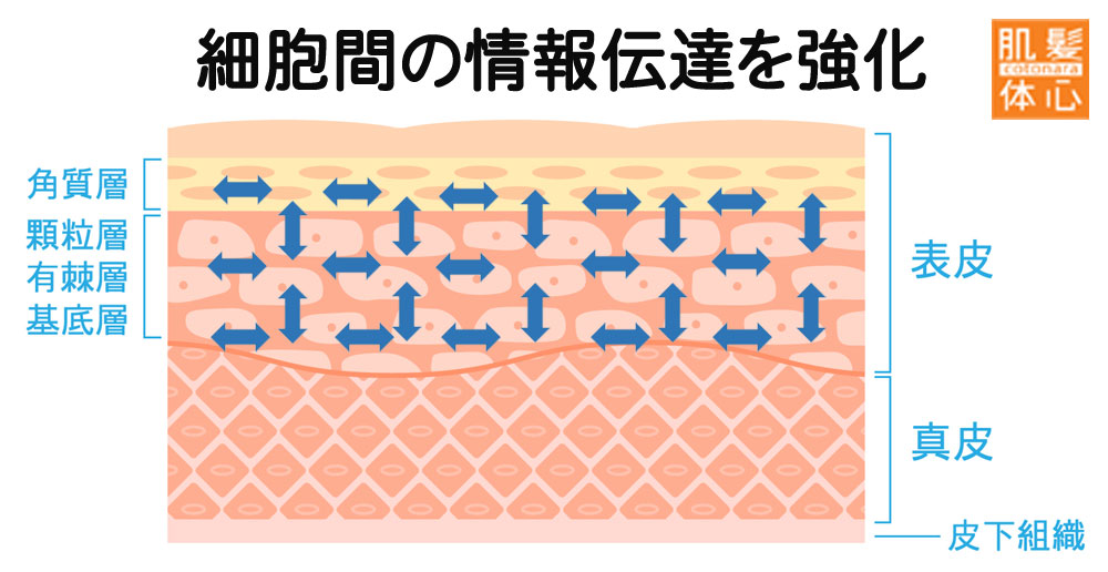 リアボーテ クイーントリートメント｜東京・世田谷区 リアボーテ正規取扱い販売店 からだのことなら【ビューティースキンラボ AnnaCarna】｜直営通販ネットショップ運営