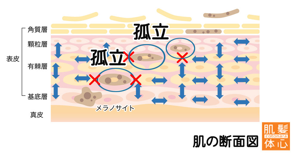 リアボーテ クイーントリートメント｜東京・世田谷区 リアボーテ正規取扱い販売店 からだのことなら【ビューティースキンラボ AnnaCarna】｜直営通販ネットショップ運営