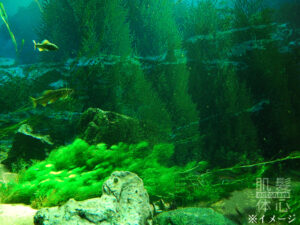 リアボーテ クイーントリートメント｜東京・世田谷区 リアボーテ正規取扱い販売店 からだのことなら【ビューティースキンラボ AnnaCarna】｜直営通販ネットショップ運営