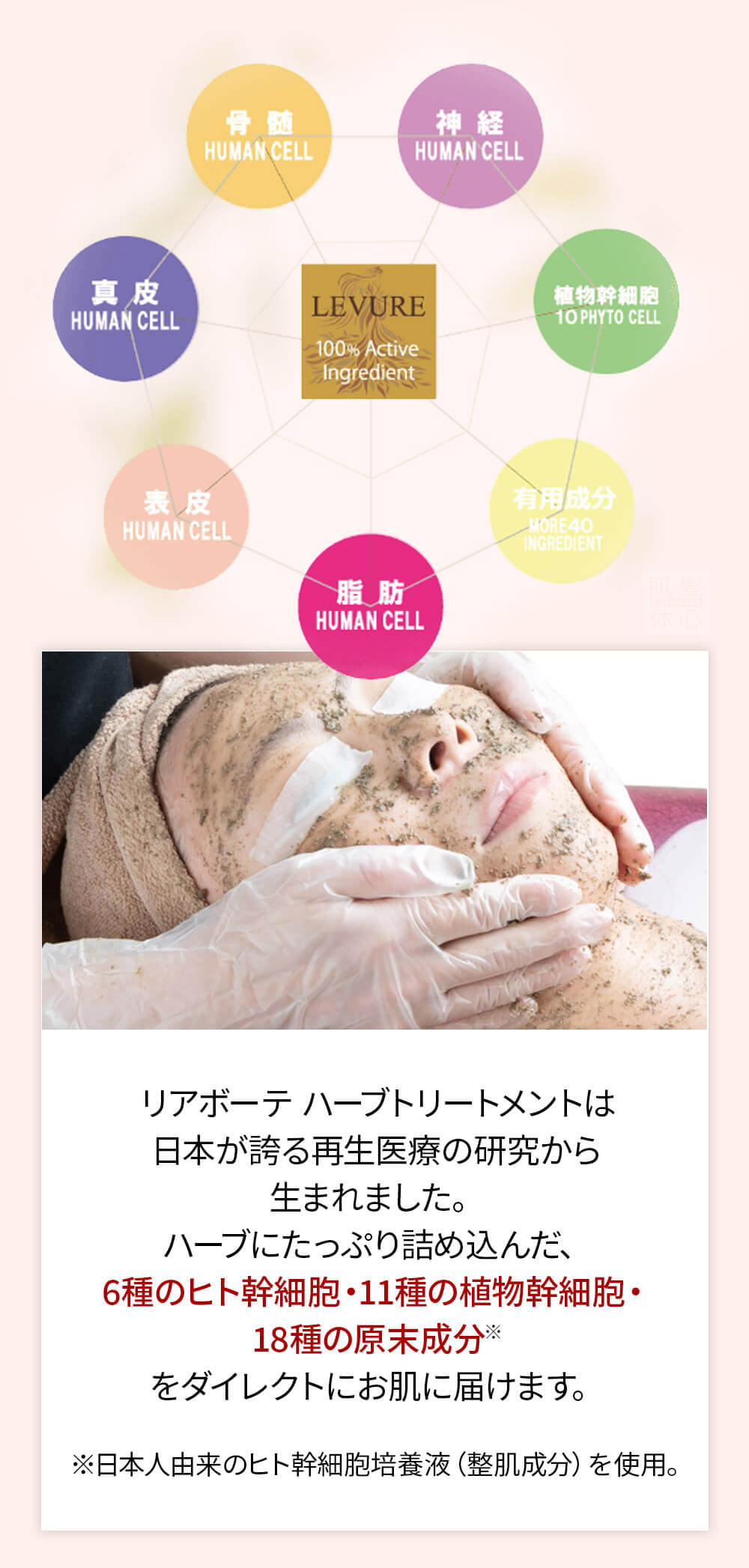 初めての リアボーテ ハーブトリートメントなら 東京 からだのことなら｜口コミ 効果 ダウンタイムなし 剥離なし 値段 など徹底解説　【スキンケア専門サロン 美肌再生研究所 SEIGAN】