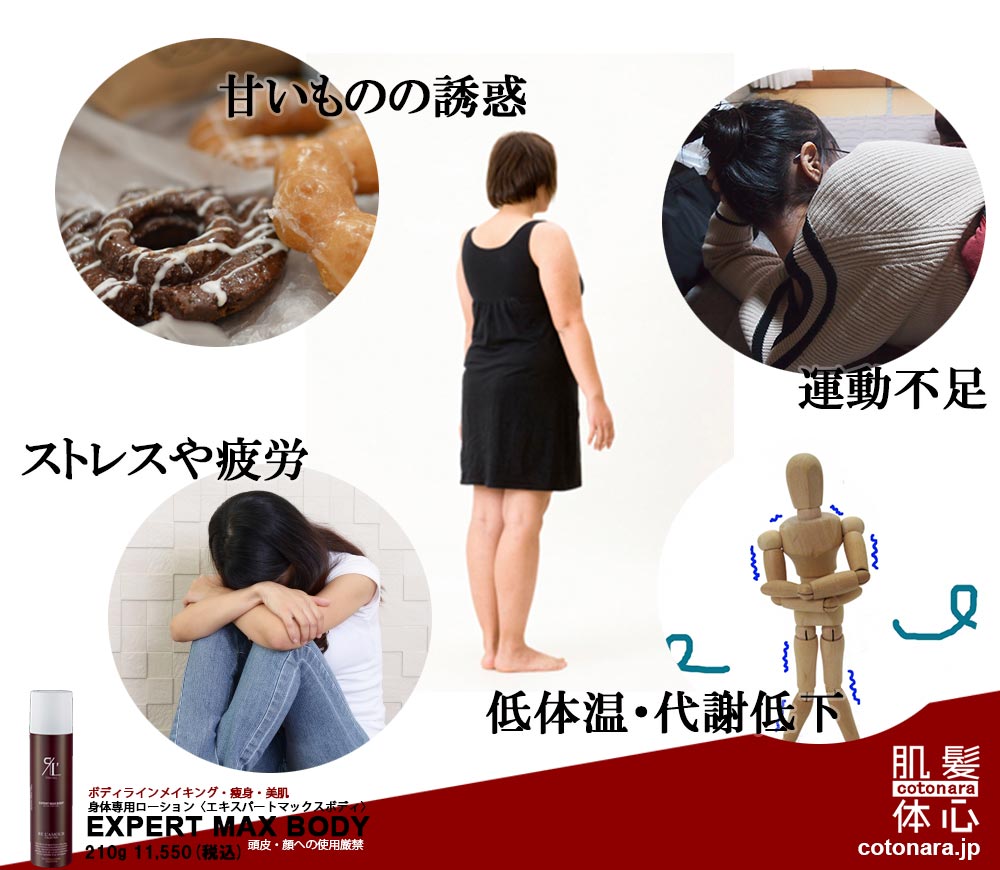 エキスパートマックスボディ正規販売店 ご購入はこちらから｜東京・世田谷区 正規取扱い販売店 からだのことなら【ビューティースキンラボ AnnaCarna】｜通販ネットショップ運営｜口コミ・効果・公式の使い方など