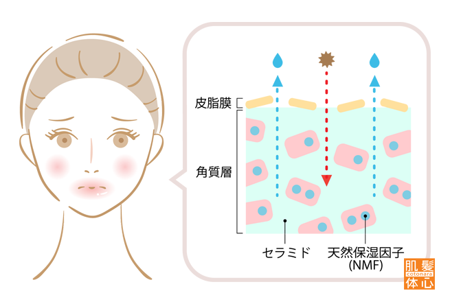 シェリースキン化粧品のご購入方法と使い方｜からだのことなら【リアボーテ正規取扱販売店 ビューティースキンラボ AnnaCarna】｜クレアスキン化粧品・グランスキン化粧品・シェリースキン・エキスパートローション・アコライム・リアムールのご購入はこちらから｜口コミ・効果・使い方・通販ネットショップ