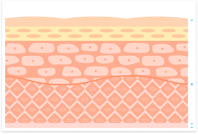 細胞レベルのケア｜からだのことなら【リアボーテ正規取扱販売店 ビューティースキンラボ AnnaCarna】｜クレアスキン化粧品・グランスキン化粧品・シェリースキン・エキスパートローション・アコライム・リアムールのご購入はこちらから｜口コミ・効果・使い方・通販専門店・ネットショップ