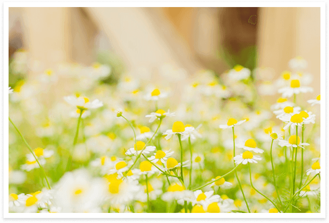 心のことなら｜からだのことなら【リアボーテ正規取扱販売店 ビューティースキンラボ AnnaCarna】｜クレアスキン化粧品・グランスキン化粧品・シェリースキン・エキスパートローション・アコライム・リアムールのご購入はこちらから｜口コミ・効果・使い方・通販ネットショップ