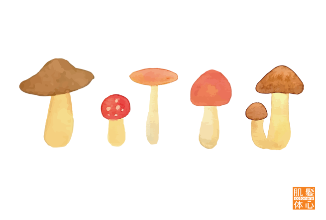 シェリースキン化粧品のご購入方法と使い方｜からだのことなら【リアボーテ正規取扱販売店 ビューティースキンラボ AnnaCarna】｜クレアスキン化粧品・グランスキン化粧品・シェリースキン・エキスパートローション・アコライム・リアムールのご購入はこちらから｜口コミ・効果・使い方・通販ネットショップ