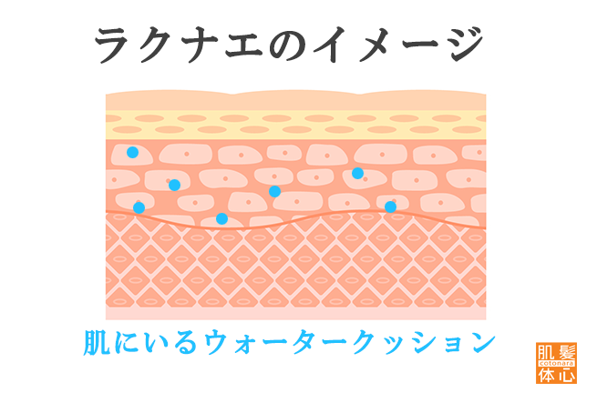 シェリースキン化粧品のご購入方法と使い方｜からだのことなら【リアボーテ正規取扱販売店 ビューティースキンラボ AnnaCarna】｜クレアスキン化粧品・グランスキン化粧品・シェリースキン・エキスパートローション・アコライム・リアムールのご購入はこちらから｜口コミ・効果・使い方・通販ネットショップ