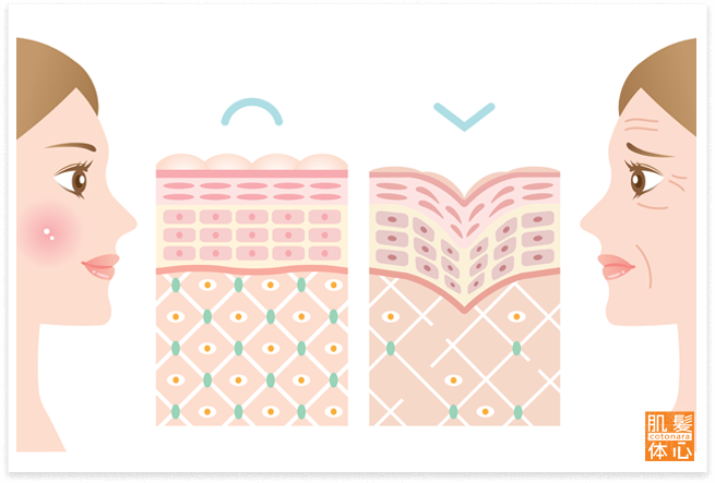 肌の細胞｜からだのことなら【リアボーテ正規取扱販売店 ビューティースキンラボ AnnaCarna】｜クレアスキン化粧品・グランスキン化粧品・シェリースキン・エキスパートローション・アコライム・リアムールのご購入はこちらから｜口コミ・効果・使い方・通販ネットショップ