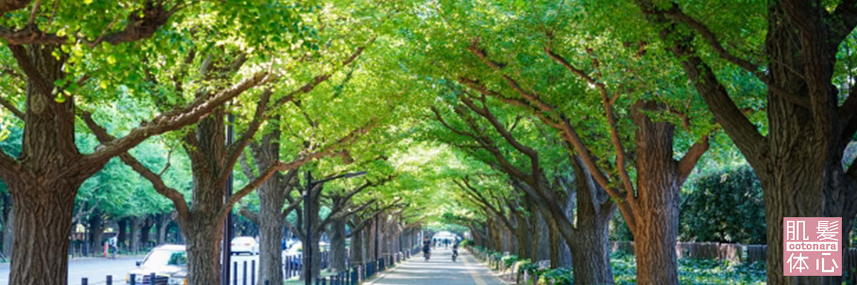 アクセス｜東京 港区南青山 外苑前駅 幹細胞フェイシャル美容専門店 からだのことなら【リアボーテ正規取扱販売店 ビューティースキンラボ AnnaCarna】｜クレアスキン化粧品・グランスキン化粧品・シェリースキン・エキスパートローション・アコライム・リアムールのご購入はこちらから｜口コミ・効果・使い方・通販ネットショップ