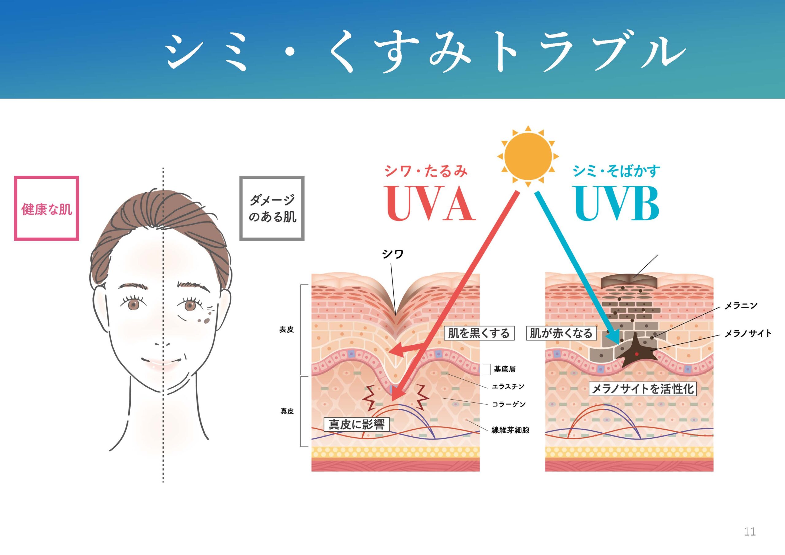 iPS BioCellCare AnnaCarna アンナカルナ【シミケア専科 プラズマ O:Celloオセロ 併設】 ≪高濃度ヒト幹細胞培養液/iPSフェイシャルエステサロン≫ 肌質改善☆年齢肌☆小顔矯正☆シミ取り専門◆シミ取り放題×プラズマミストシャワーコースが人気◆芸能人ご用達コスメ「リアボーテ」正規取扱店◆リアボーテクレアスキン化粧品・リアボーテグランスキン化粧品・リアボーテシェリースキン化粧品・エキスパートローション・リアムール・健美草｜口コミ・効果・使い方・ビフォーアフター・動画・写真・方法・通販・ネット販売・対象外商品★港区 南青山 銀座線 外苑前駅★青山一丁目駅★個室完備